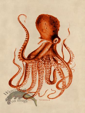 Octopus Orange 09